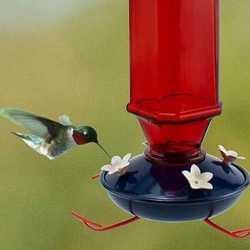 Close up of hummingbird eating at feeder