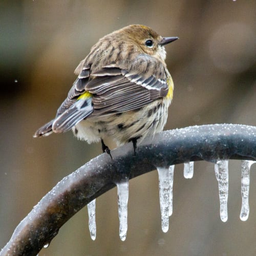 Bird bath with lots of birds