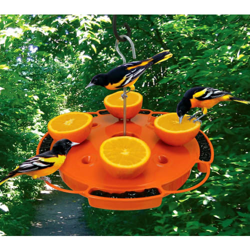 Beautiful orange colored oriole feeder