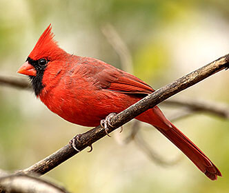 Northern Cardinal