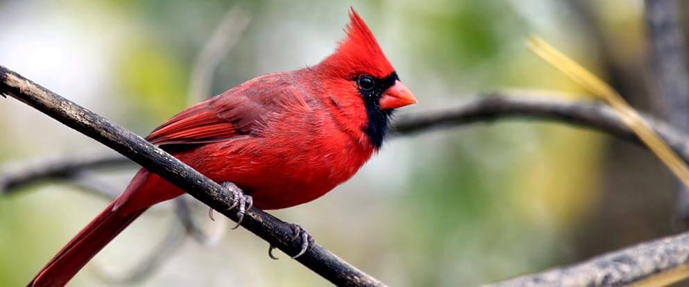 Northern Cardinal