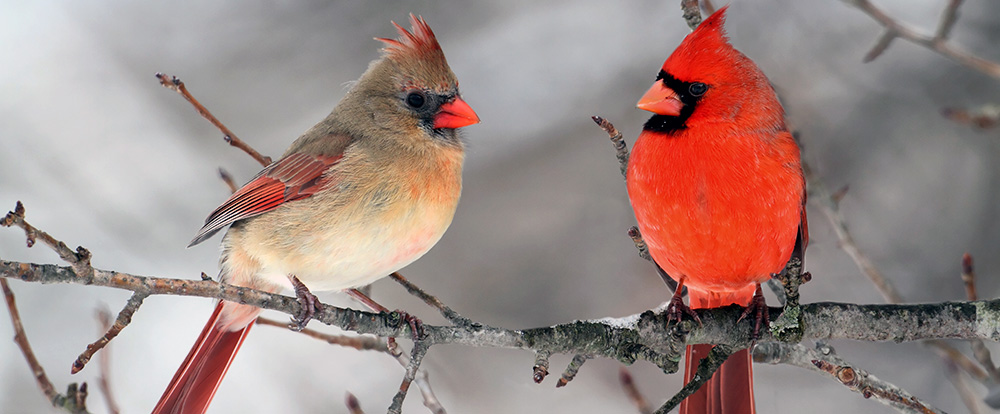 pair of cardinal birds on a feeder