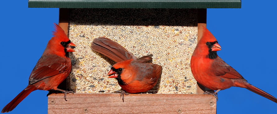 Red cardinal birds on a bird feeder