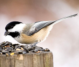 Black-capped Chickadee