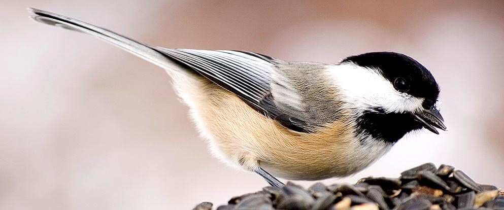 Black-capped Chickadee