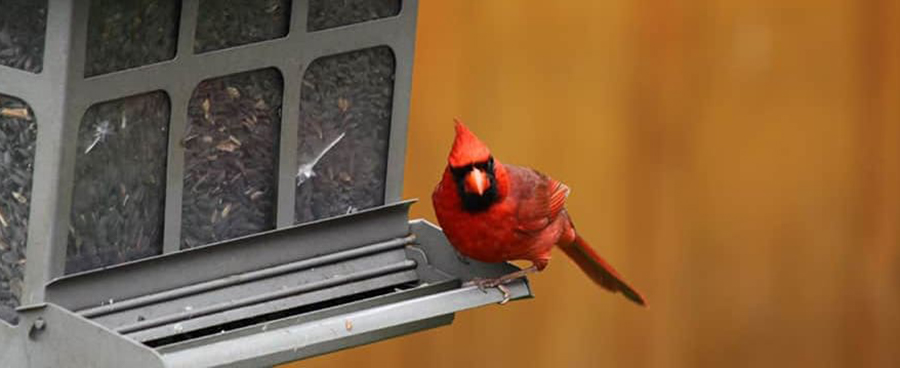 Cardinal at a hopper bird feeder
