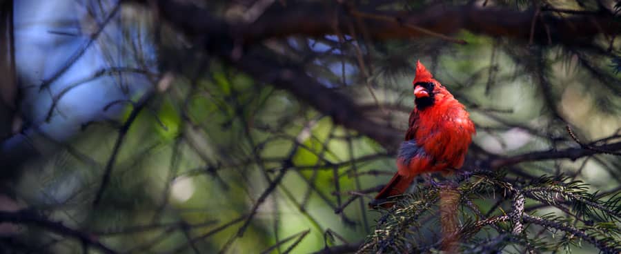 Cardinal sitting on a branch