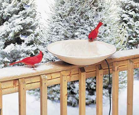 snowy cardinals at birdbath