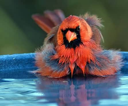 cardinal bird splashing in water