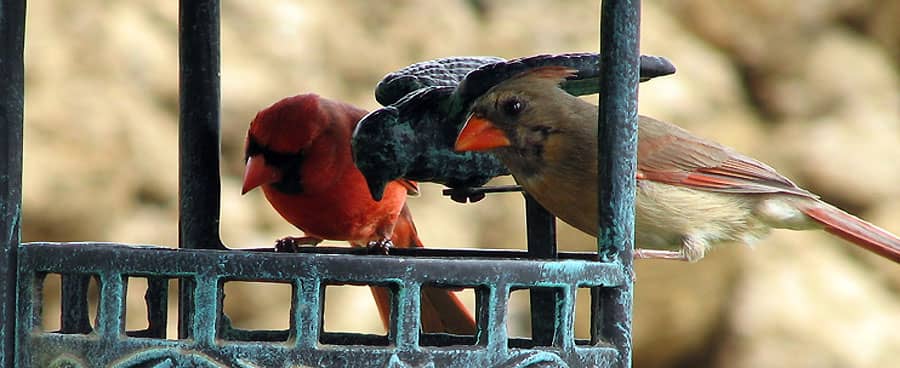 A pair of cardinal birds
