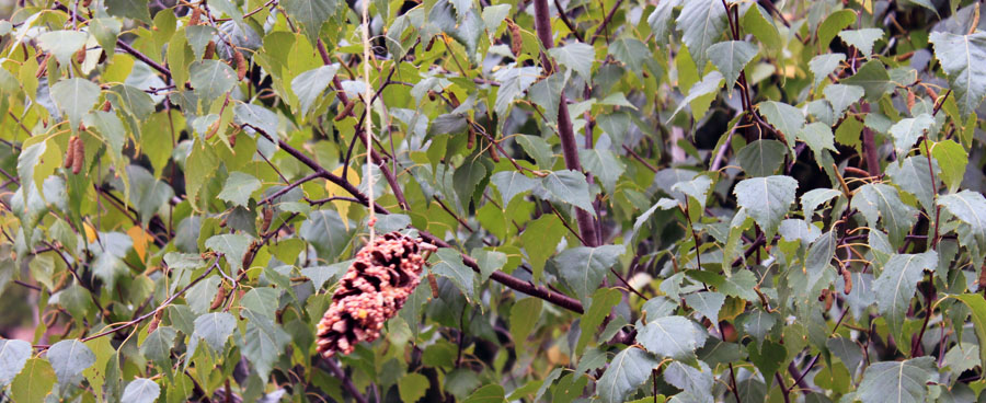 homemade pine cone bird feeder