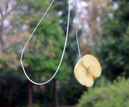 easy DIY bird feeder with fruit