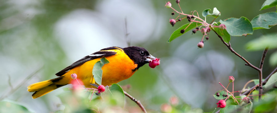 Baltimore oriole bird eating from a berry bush