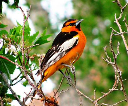 bullocks oriole on a branch
