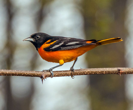 baltimore oriole bird on a tree branch