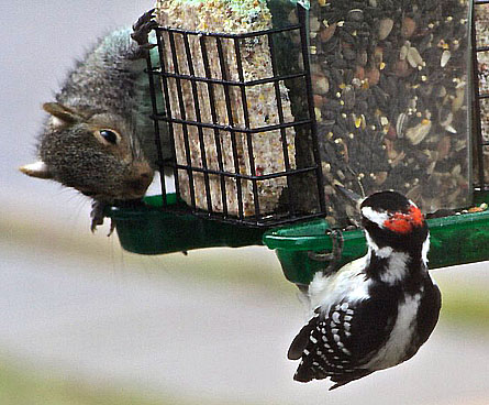 woodpecker and squirrel together
