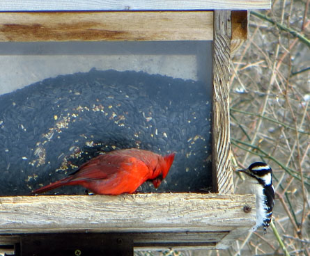 woodpecker and cardinal birds