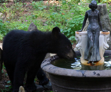 Bear drinking from bird bath