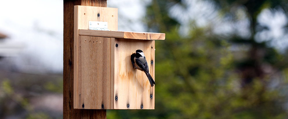chickadee going into his birdhouse