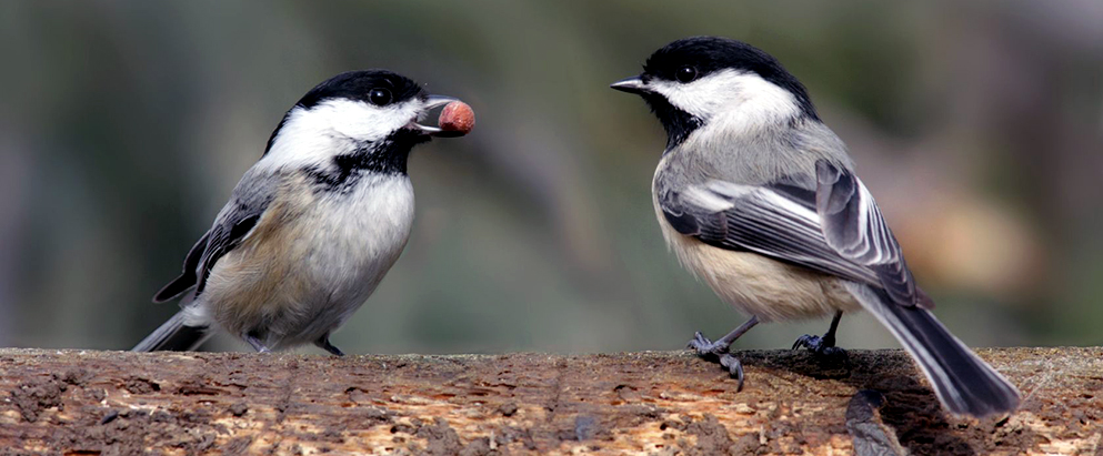 chickadee feeding his mate