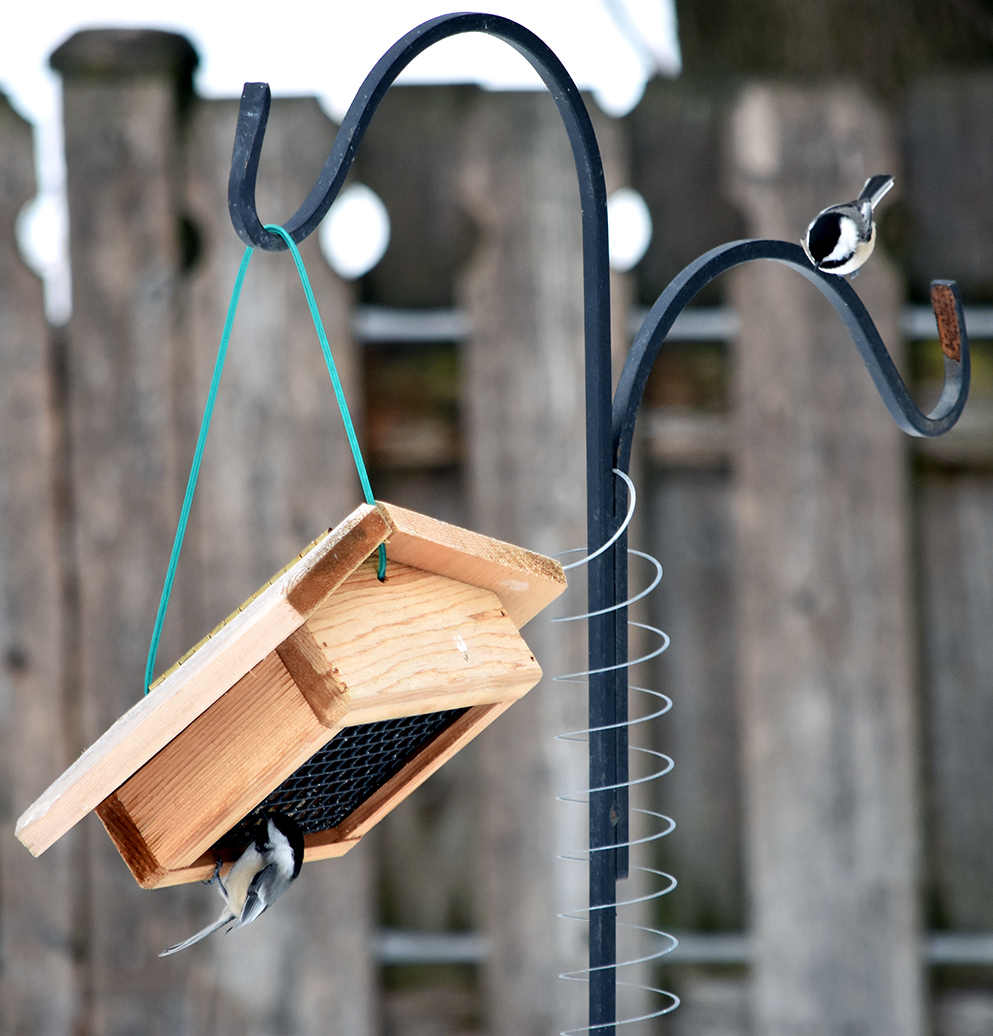 chickadees waiting to eat