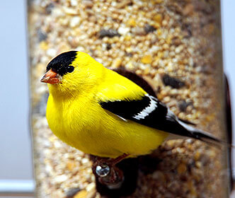 American Goldfinch
