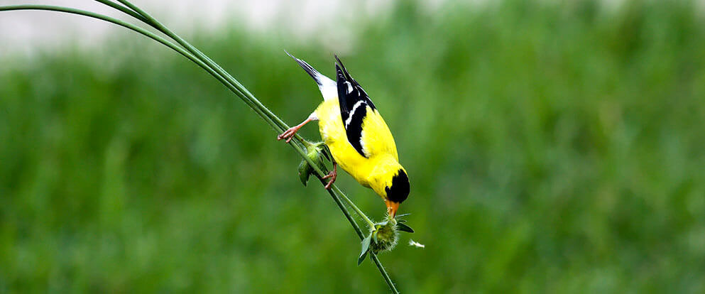 American Goldfinch