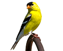 American Goldfinch