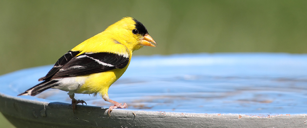 goldfinch at birdbath