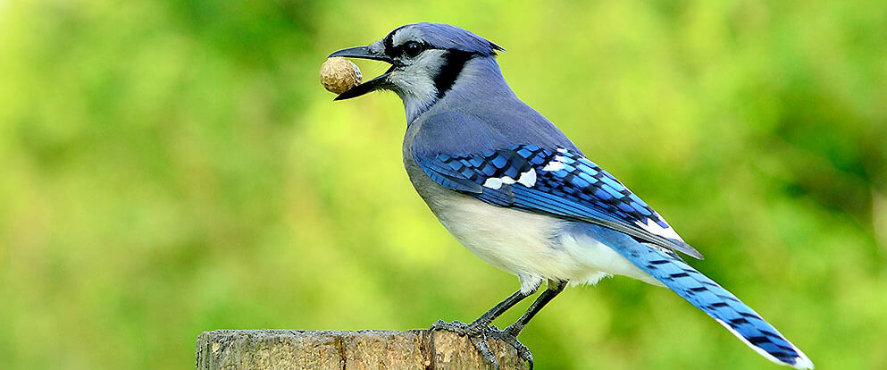 Blue Jay