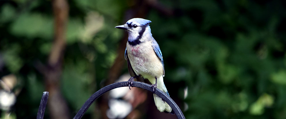 beautiful blue jay bird
