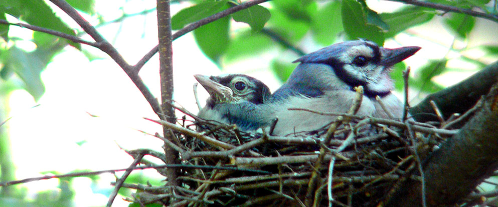 blue jays in a nest