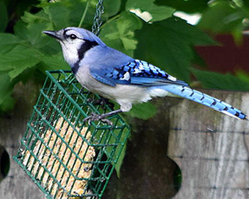 blue jay bird