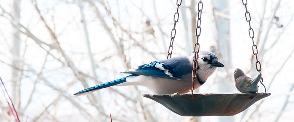 blue jay at a bird bath