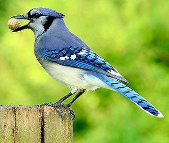 Blue Jay