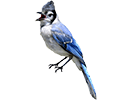 Blue Jay