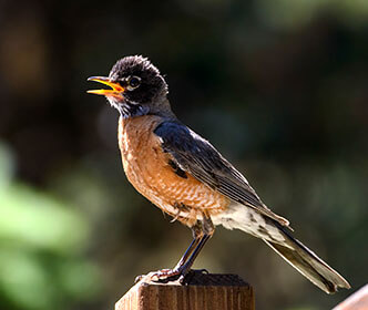 American Robin
