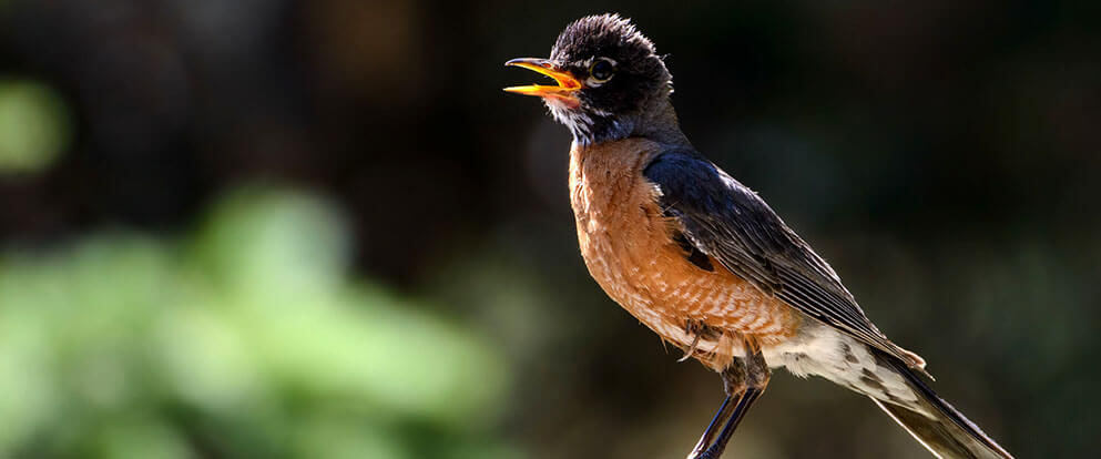 American Robin