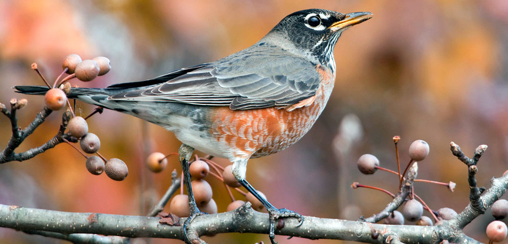 robin eating berries