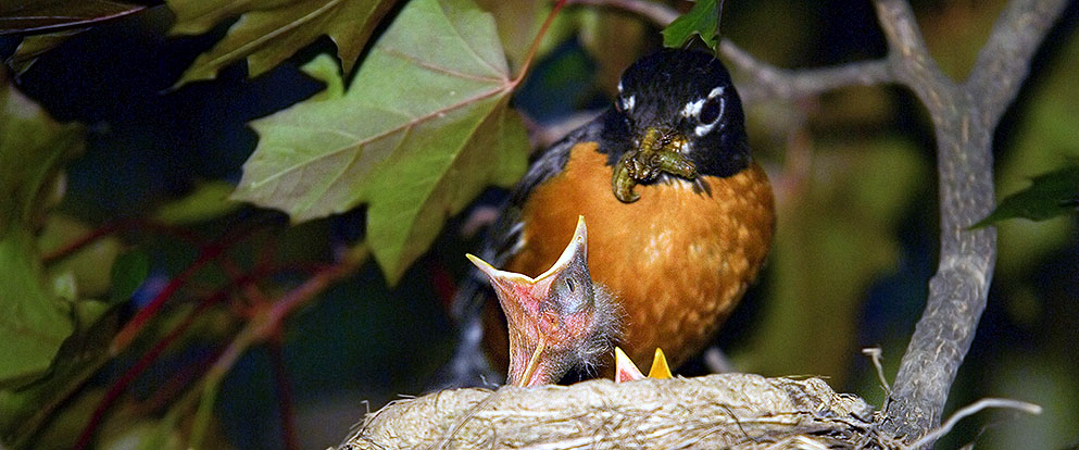 mother robin feeding babies