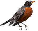 American Robin