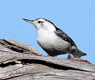White-breasted Nuthatch
