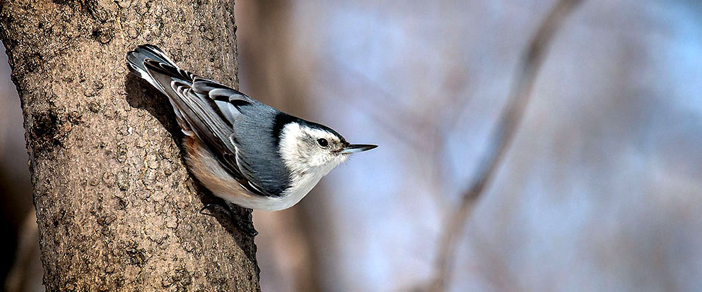 White-breasted Nuthatch