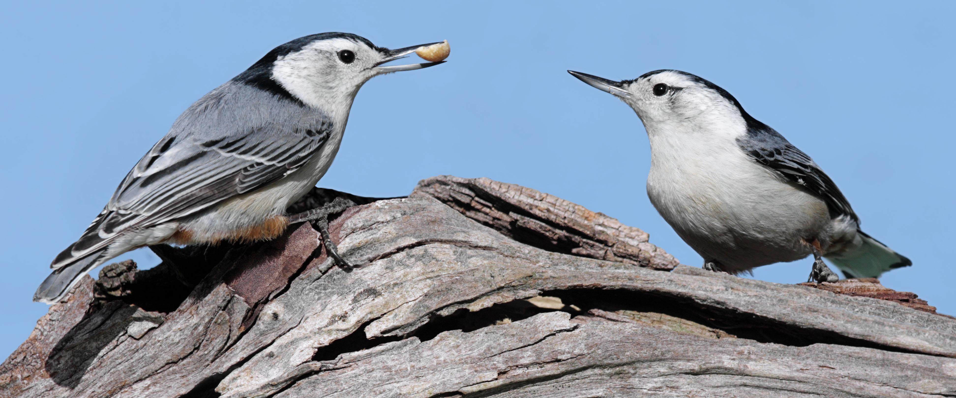white breasted nuthatch feeding its partner
