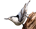 White-breasted Nuthatch