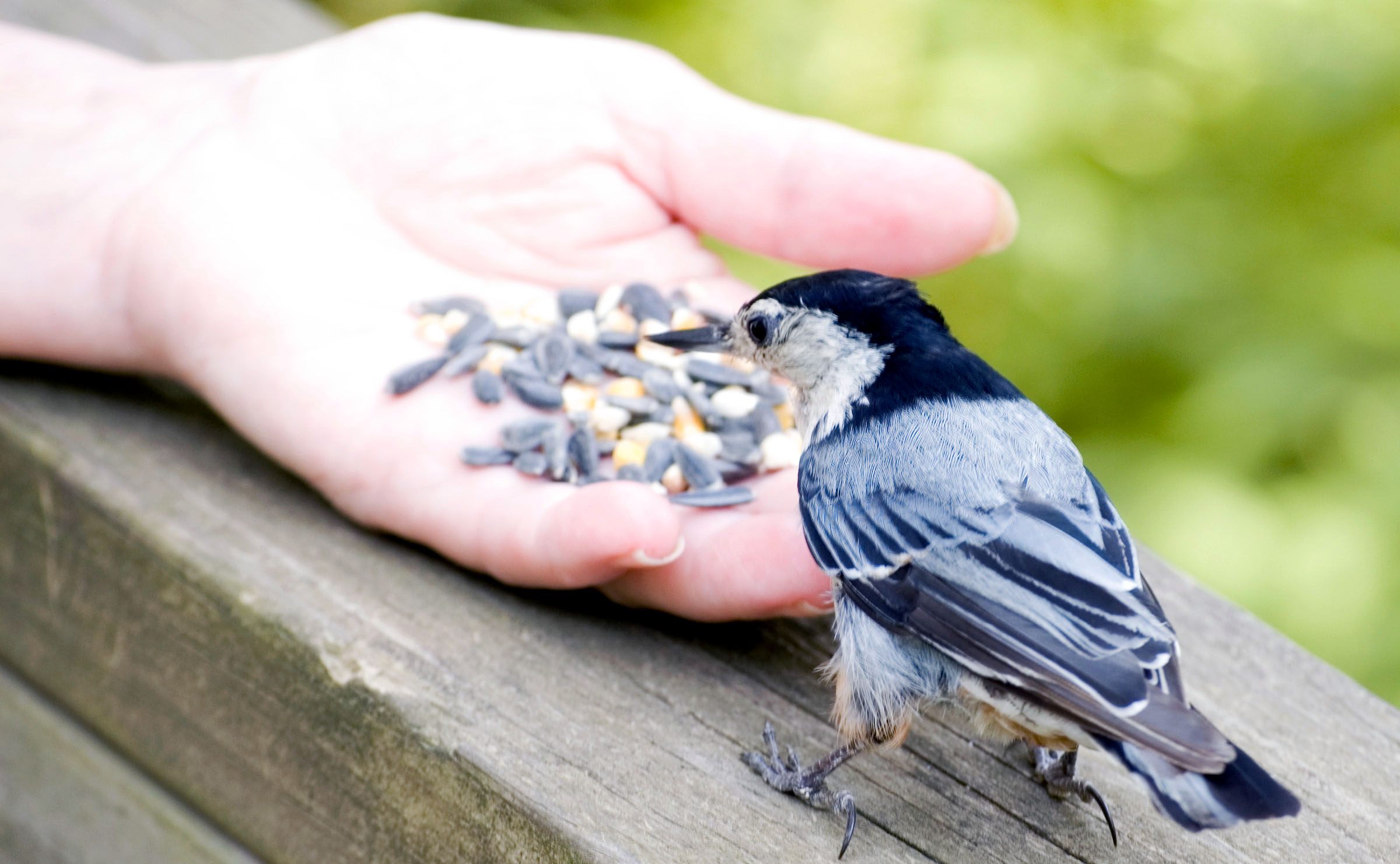 white breasted nuthatch eating from a hand