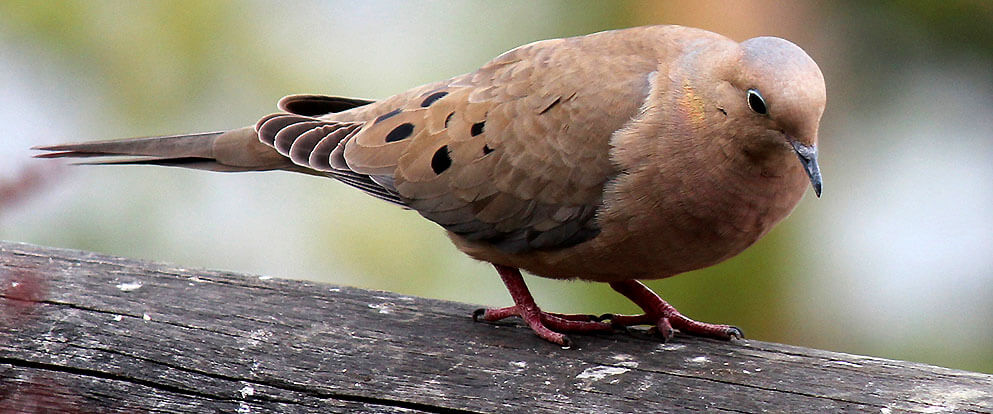 Mourning Dove