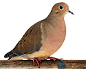 Mourning Dove