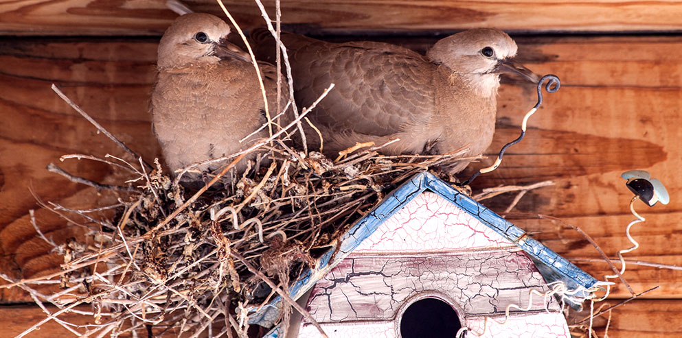 two Mourning Doves