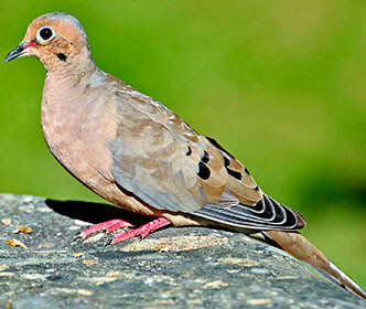 Mourning Dove